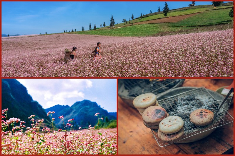 Ha Giang buckwheat flowers in winter